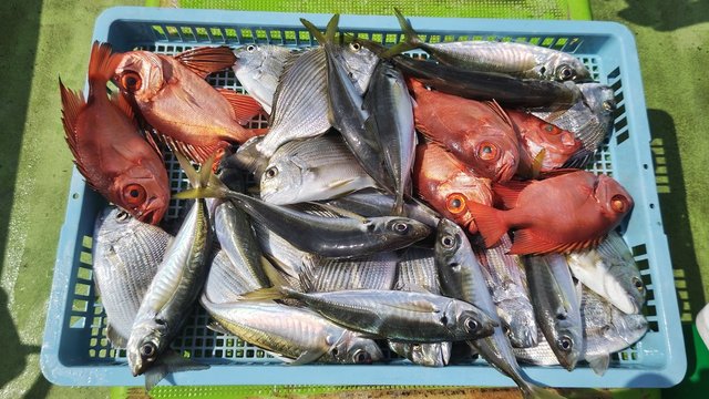 ヘダイ・アジ(マアジ)・キントキ(チカメキントキ)