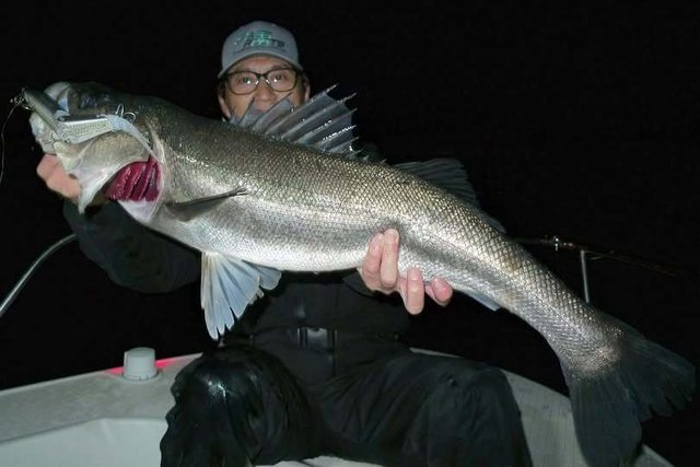 シーバス(スズキ)