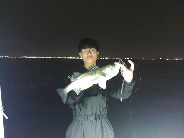 シーバス(スズキ)