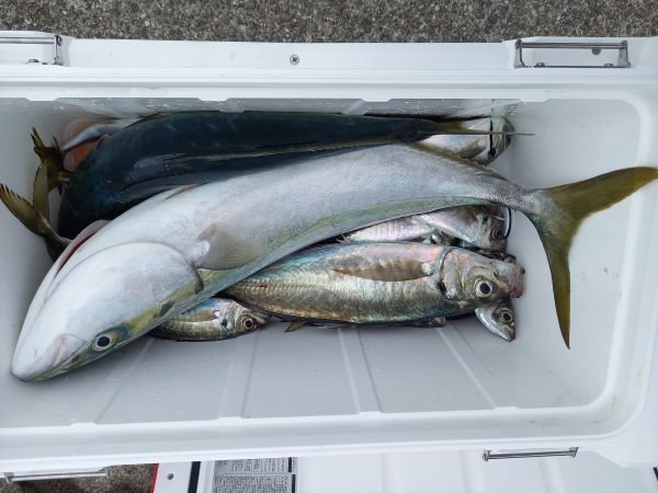 アジ(マアジ)・ツバス(ブリ)・ハマチ(ブリ)