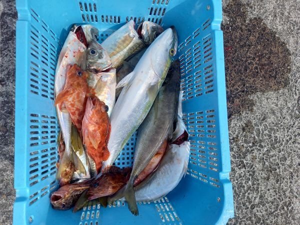 アジ(マアジ)・ハマチ(ブリ)・ガシラ(カサゴ)