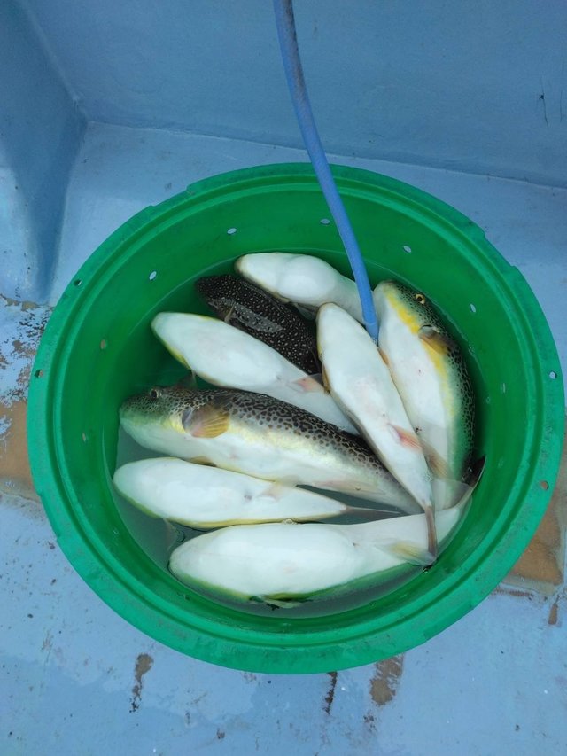 ショウサイフグ