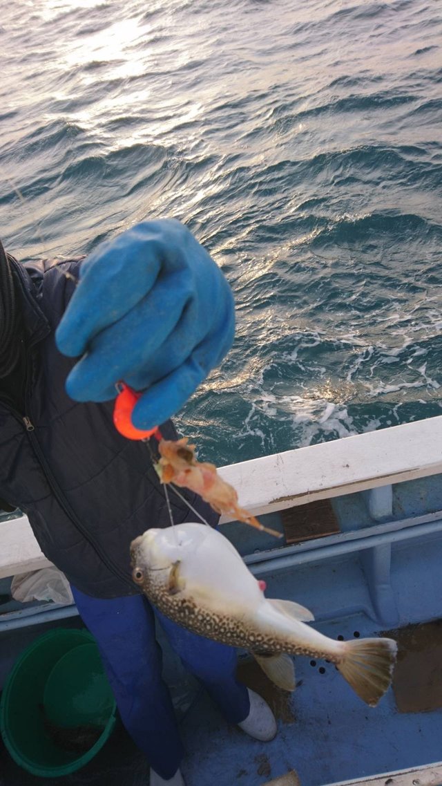 ショウサイフグ