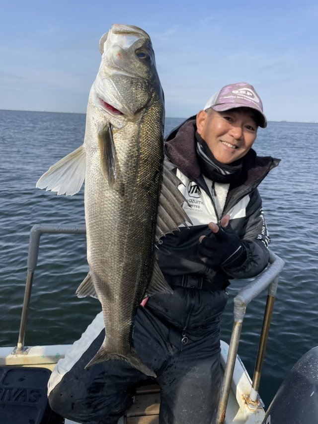 シーバス(スズキ)