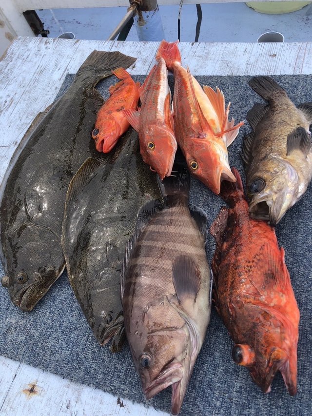 マハタ・カサゴ・ヒラメ