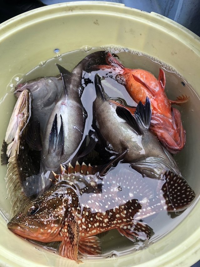 マハタ・カサゴ・ヒラメ