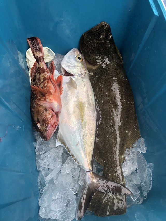 カサゴ・ヒラメ