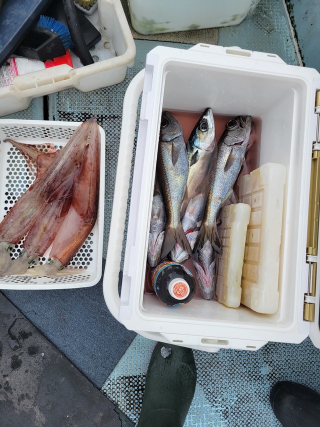 クロムツ・ヤリイカ