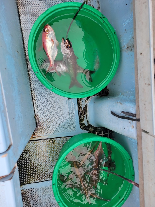 クロムツ・ヤリイカ