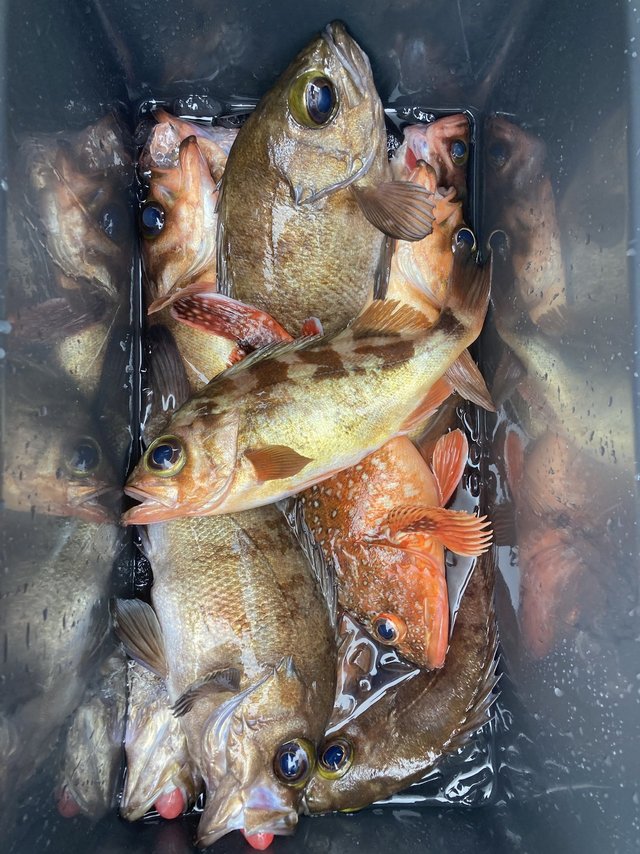 カサゴ・メバル