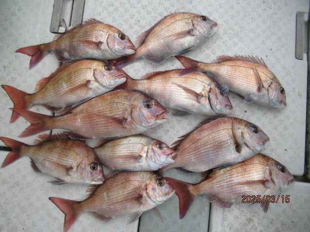 マダイ・チャリコ(マダイ)