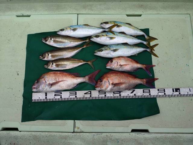 マダイ・マアジ・ハマチ(ブリ)