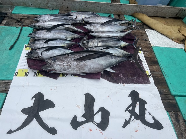 ビンチョウマグロ(ビンナガ)