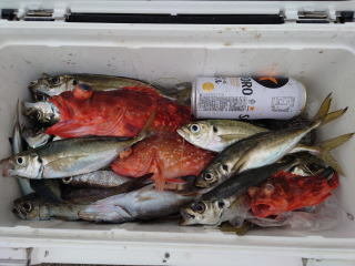 アジ(マアジ)・クロムツ・サバ(ゴマサバ)