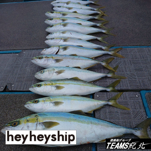 ハマチ(ブリ)・メジロ(ブリ)