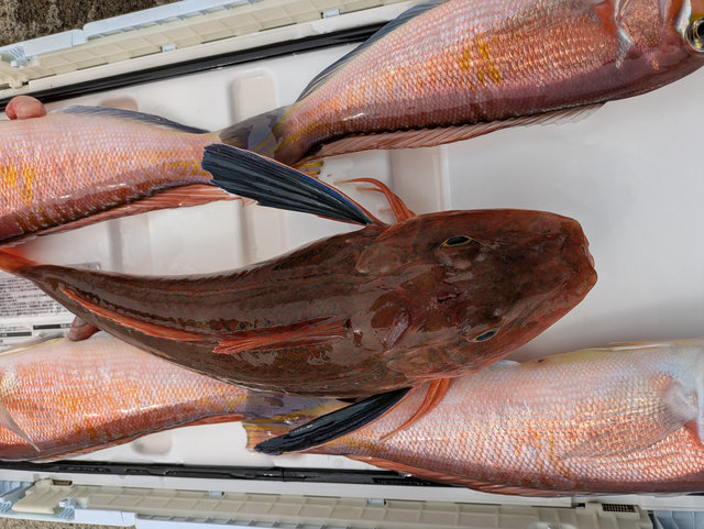 アマダイ(アカアマダイ)・ホウボウ