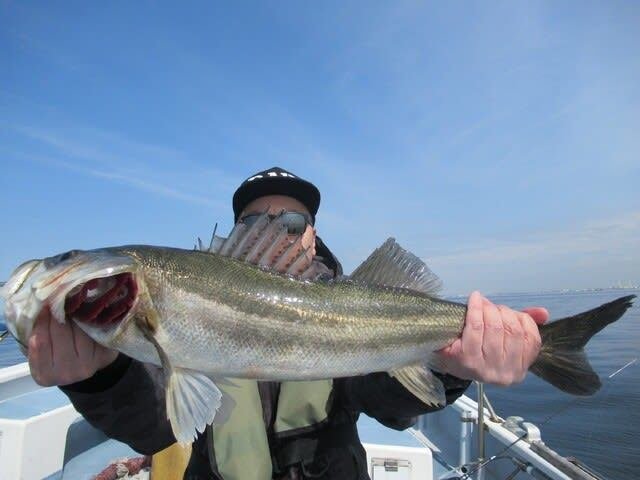 シーバス(スズキ)