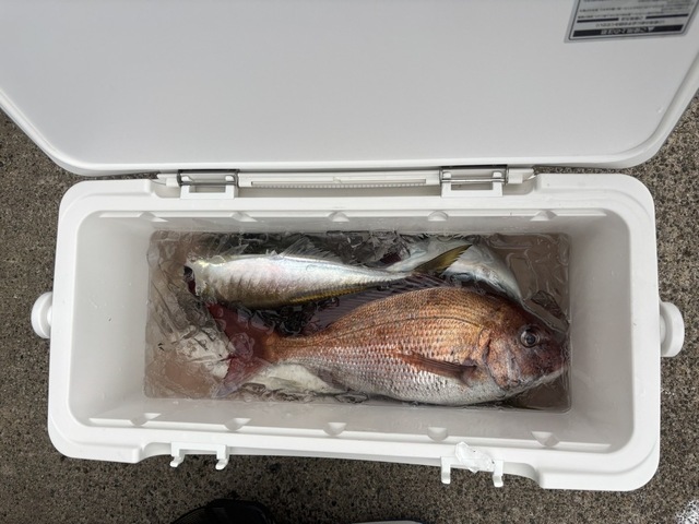 マダイ・イナダ(ブリ)