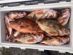 オキメバル(ウスメバル)