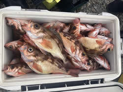 オキメバル(ウスメバル)