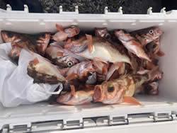 オキメバル(ウスメバル)