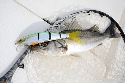 シーバス(スズキ)