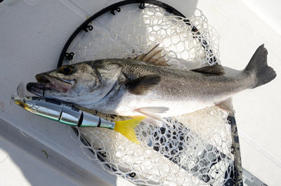 シーバス(スズキ)