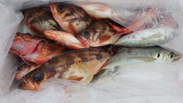 アジ(マアジ)・カサゴ・メバル