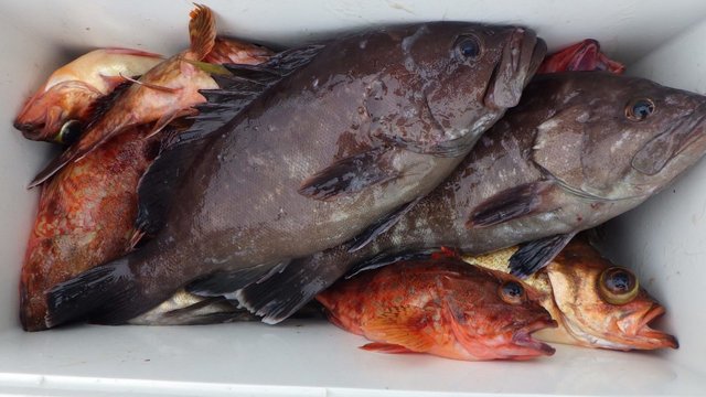 マハタ・カサゴ・オキメバル(ウスメバル)