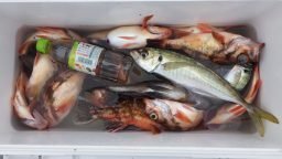 アジ(マアジ)・カサゴ・メバル