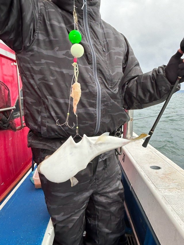 フグ(ショウサイフグ)