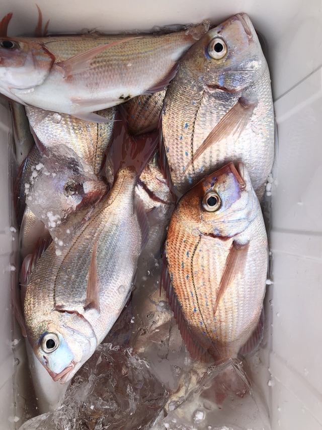 ハナダイ(チダイ)