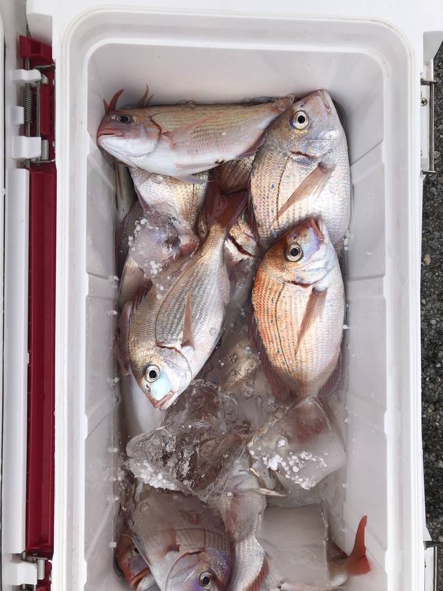 ハナダイ(チダイ)