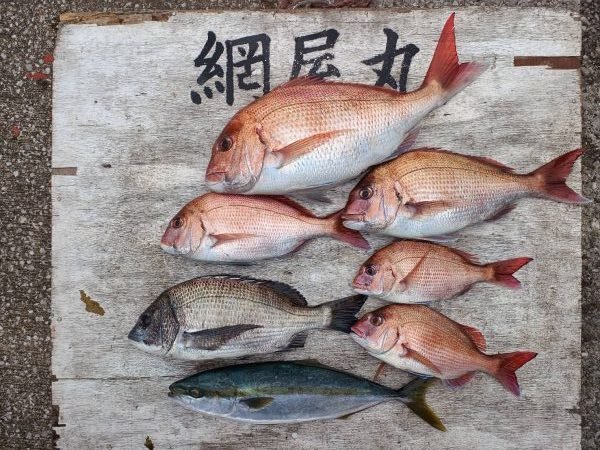 マダイ・クロダイ・イナダ(ブリ)