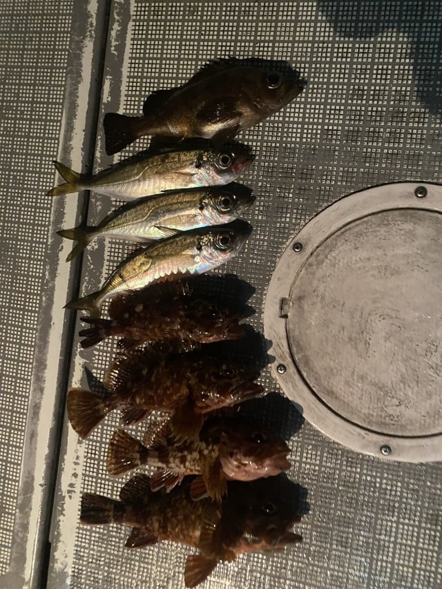 アジ(マアジ)・メバル