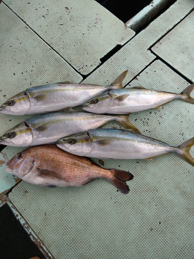 タイ(マダイ)・ハマチ(ブリ)