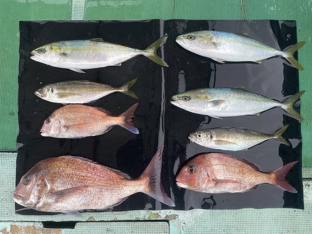 マダイ・マアジ・ハマチ(ブリ)