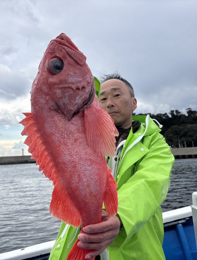 ベニアコウ(オオサガ)