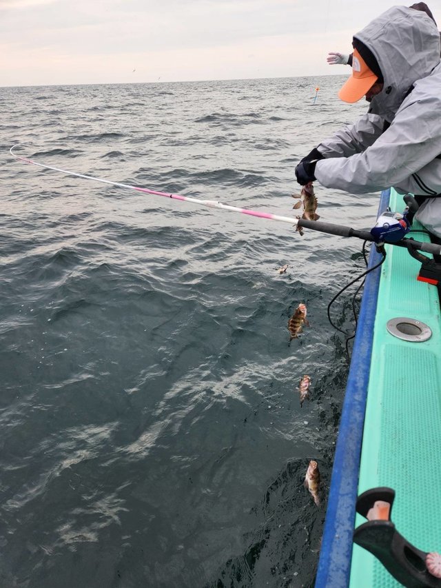 クロメバル(メバル)