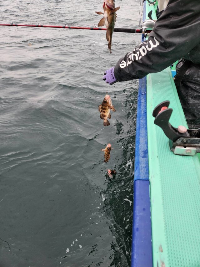 クロメバル(メバル)