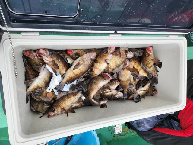 クロメバル(メバル)