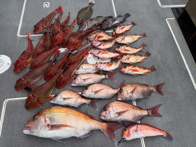 マダイ・マハタ・ウスメバル・ホウボウ・ヒラメ