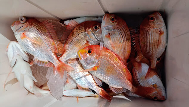 レンコ(キダイ)・ネイリ(カンパチ)