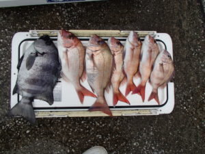 マダイ・イシダイ