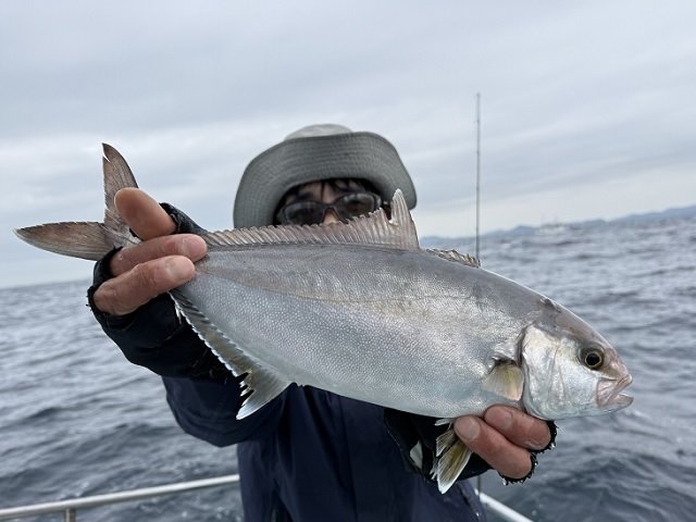 シオ(カンパチ)