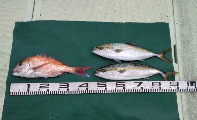 マダイ・ツバス(ブリ)