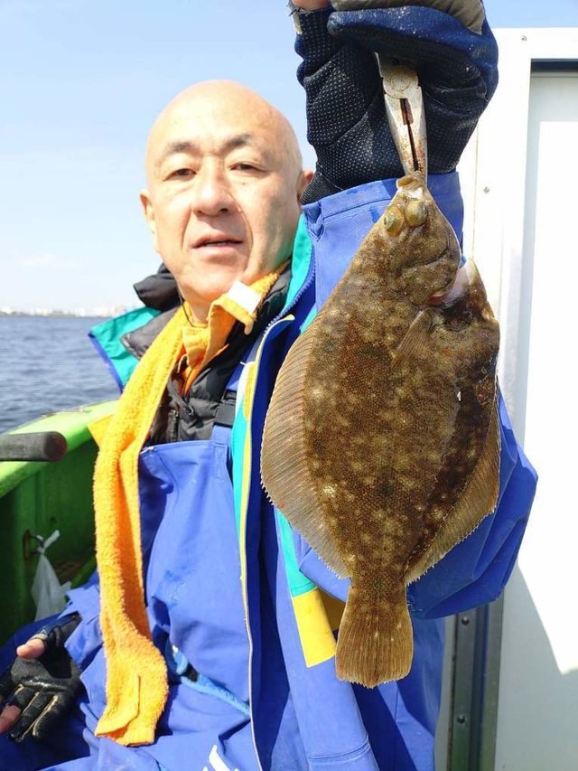 カレイ(マコガレイ)