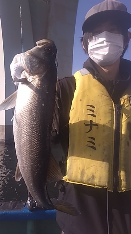 シーバス(スズキ)