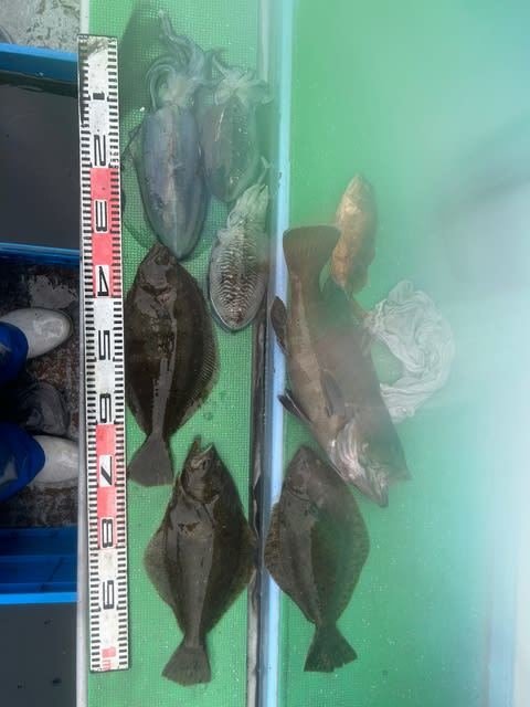 マハタ・ヒラメ・アオリイカ・スミイカ(コウイカ)