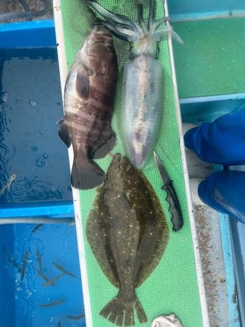 マハタ・ヒラメ・スミイカ(コウイカ)